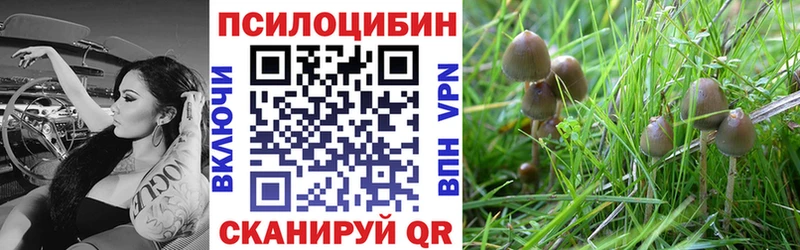 где можно купить   Заозёрск  Галлюциногенные грибы Psilocybe 